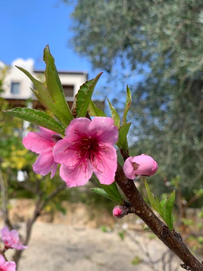 Beach Villa Gladiolus Neo Chorio Extérieur photo